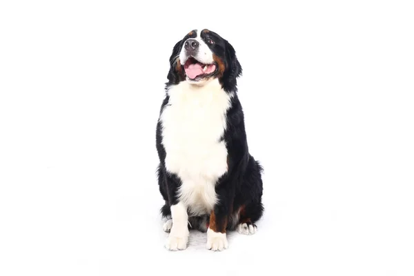 Beautiful Dog Front White Background — Stock Photo, Image
