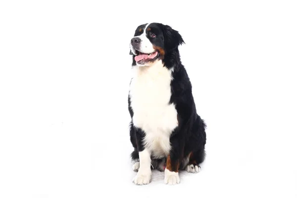 Cão Bonito Frente Fundo Branco — Fotografia de Stock