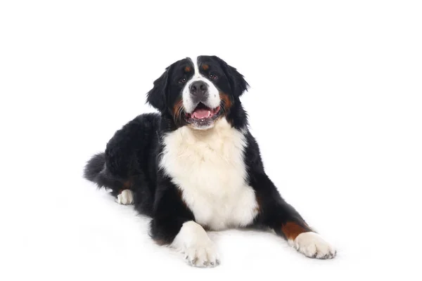 Beautiful Dog Front White Background — Stock Photo, Image