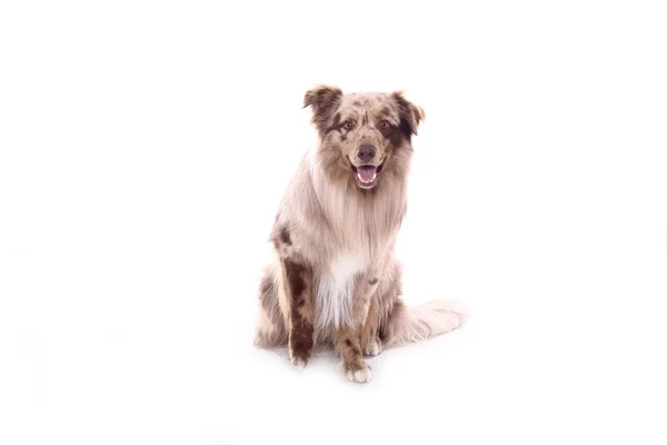 Bonito Cão Feliz Frente Fundo Branco — Fotografia de Stock