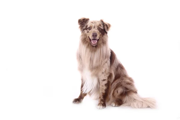 Beautiful Happy Dog Front White Background — Stock Photo, Image