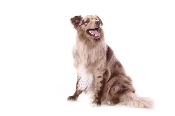 Bellissimo Cane Felice Davanti Uno Sfondo Bianco — Foto Stock