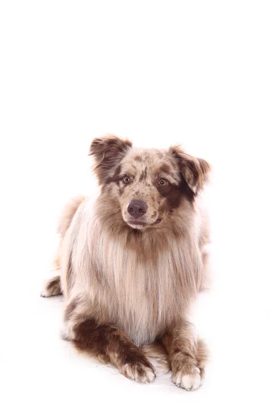 Mooie Gelukkige Hond Voor Een Witte Achtergrond — Stockfoto