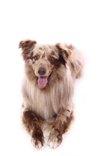 Beautiful Happy Dog Front White Background — Stock Photo, Image