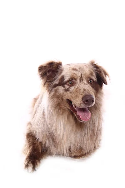 Bellissimo Cane Felice Davanti Uno Sfondo Bianco — Foto Stock