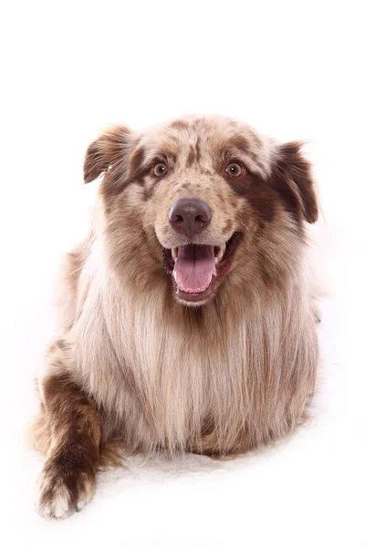 Vacker Glad Hund Framför Vit Bakgrund — Stockfoto