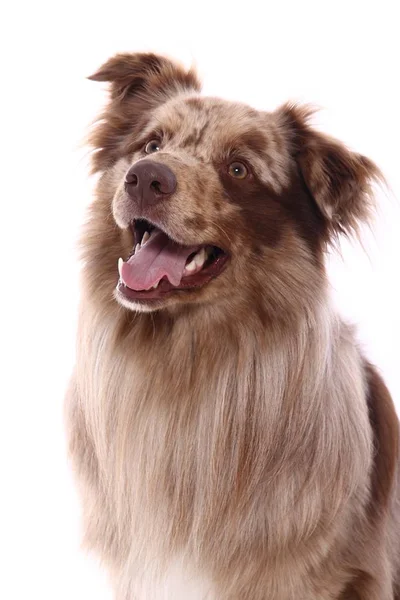 Vacker Glad Hund Framför Vit Bakgrund — Stockfoto