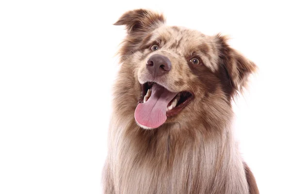 Bonito Cão Feliz Frente Fundo Branco — Fotografia de Stock