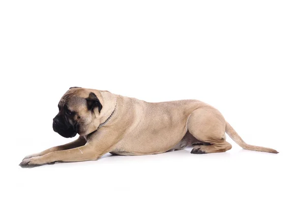 Bonito Cão Feliz Frente Fundo Branco — Fotografia de Stock