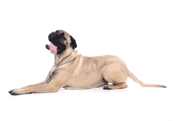 Bonito Cão Feliz Frente Fundo Branco — Fotografia de Stock