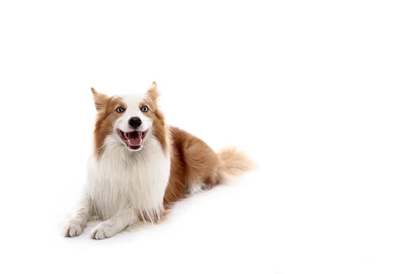 Beyaz Arka Plan Önünde Güzel Mutlu Köpek — Stok fotoğraf
