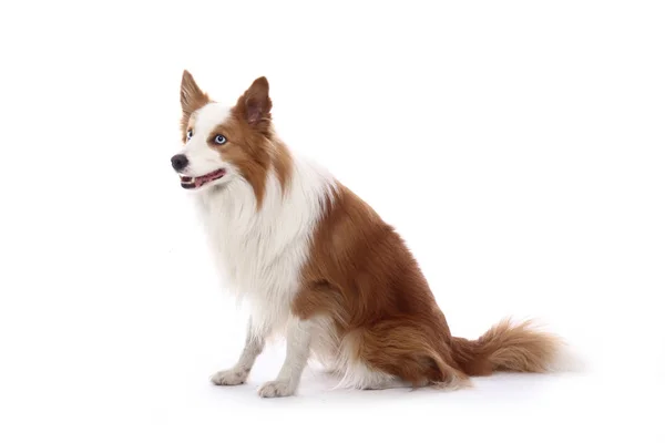 Bonito Cão Feliz Frente Fundo Branco — Fotografia de Stock