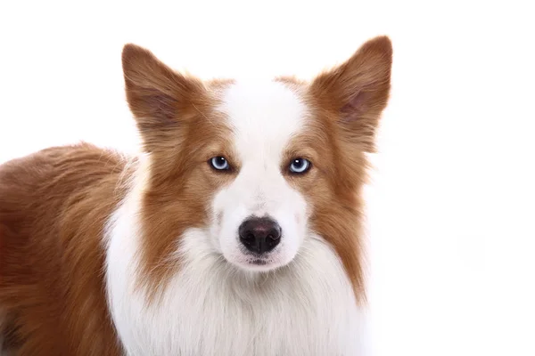 Bellissimo Cane Felice Davanti Uno Sfondo Bianco — Foto Stock