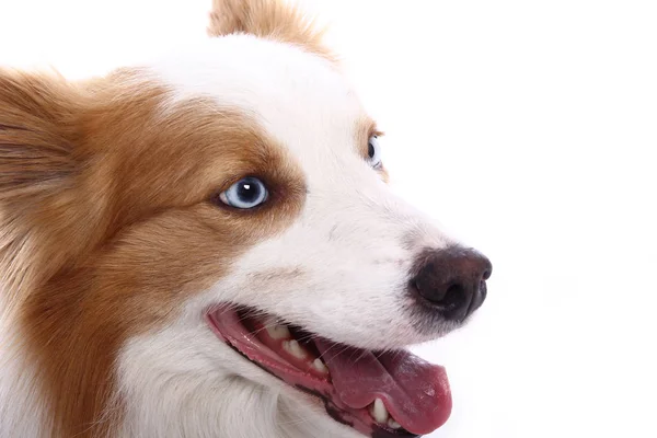 Beautiful Happy Dog Front White Background — Stock Photo, Image