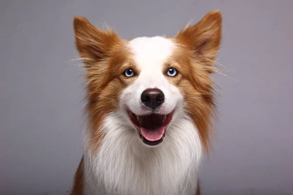 Bonito Cão Feliz Frente Fundo Branco — Fotografia de Stock