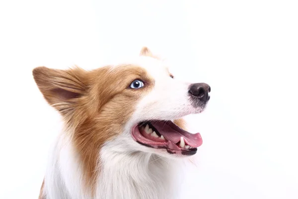 Vacker Glad Hund Framför Vit Bakgrund — Stockfoto