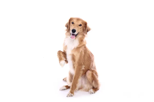 Beyaz arka plan önünde güzel mutlu köpek