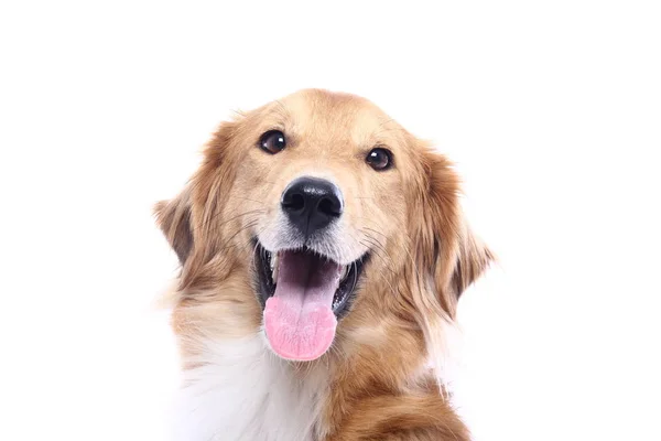 Beyaz arka plan önünde güzel köpek