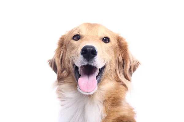 Beyaz arka plan önünde güzel köpek