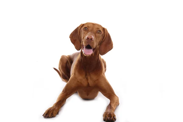 Cão Bonito Frente Fundo Branco — Fotografia de Stock