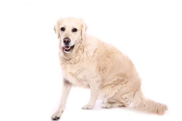 Piękny Pies Przed Białym Tle — Zdjęcie stockowe