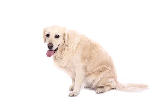 Mooie Hond Voor Een Witte Achtergrond — Stockfoto