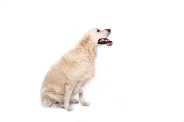 Cão Bonito Frente Fundo Branco — Fotografia de Stock