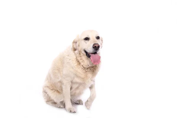 Schöner Hund Vor Weißem Hintergrund — Stockfoto