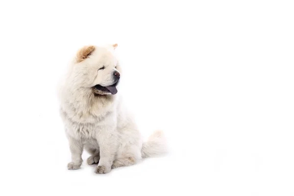 Bonito Cão Feliz Frente Fundo Branco — Fotografia de Stock