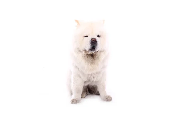 Bonito Cão Feliz Frente Fundo Branco — Fotografia de Stock