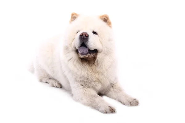 Vacker Glad Hund Framför Vit Bakgrund — Stockfoto