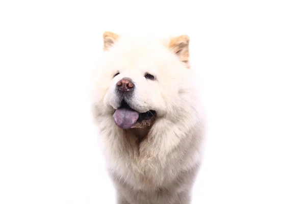 Bonito Cão Feliz Frente Fundo Branco — Fotografia de Stock