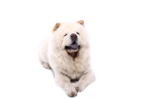 Bonito Cão Feliz Frente Fundo Branco — Fotografia de Stock