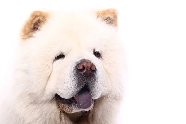 Bonito Cão Feliz Frente Fundo Branco — Fotografia de Stock