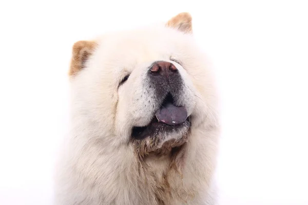 Krásný Šťastný Pes Před Bílým Pozadím — Stock fotografie