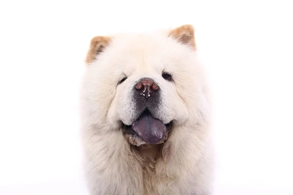 Vacker Glad Hund Framför Vit Bakgrund — Stockfoto