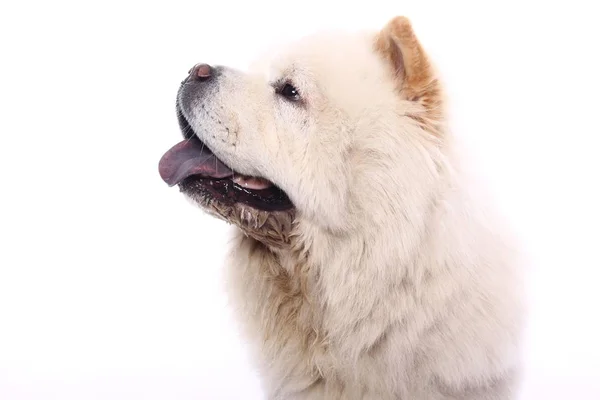 Bonito Cão Feliz Frente Fundo Branco — Fotografia de Stock