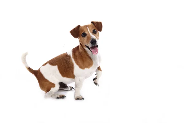 Beyaz arka plan önünde güzel mutlu köpek