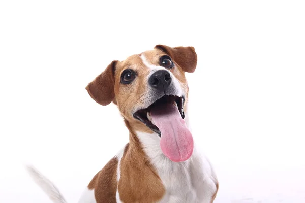 Beyaz arka plan önünde güzel mutlu köpek