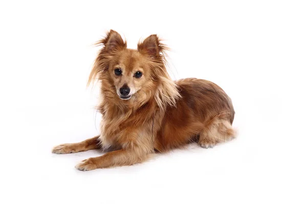 Bonito Cão Feliz Frente Fundo Branco — Fotografia de Stock