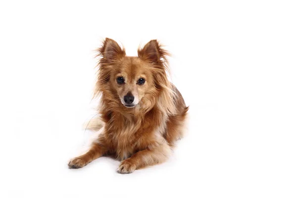 Bellissimo Cane Felice Davanti Uno Sfondo Bianco — Foto Stock