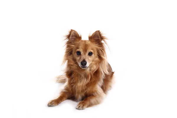 Bellissimo Cane Felice Davanti Uno Sfondo Bianco — Foto Stock