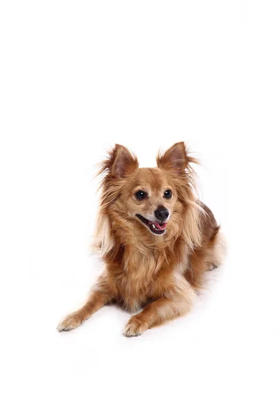 白い背景の前に美しい幸せな犬 — ストック写真