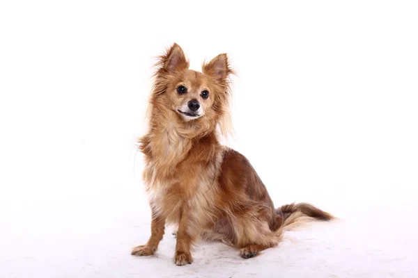 Bonito Cão Feliz Frente Fundo Branco — Fotografia de Stock