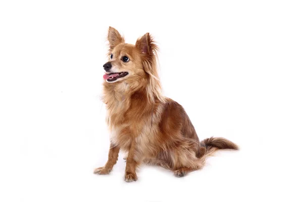 Beautiful Happy Dog Front White Background — Stock Photo, Image