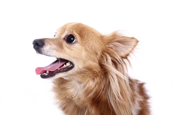 Bonito Cão Feliz Frente Fundo Branco — Fotografia de Stock