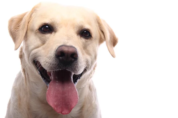 Mooie Gelukkige Hond Voor Een Witte Achtergrond Stockfoto