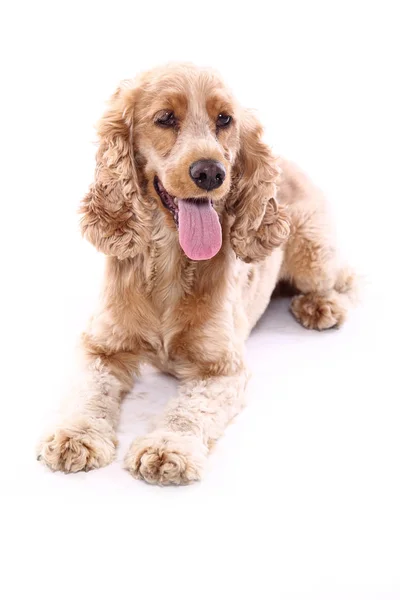 Schöner Glücklicher Hund Vor Weißem Hintergrund lizenzfreie Stockbilder