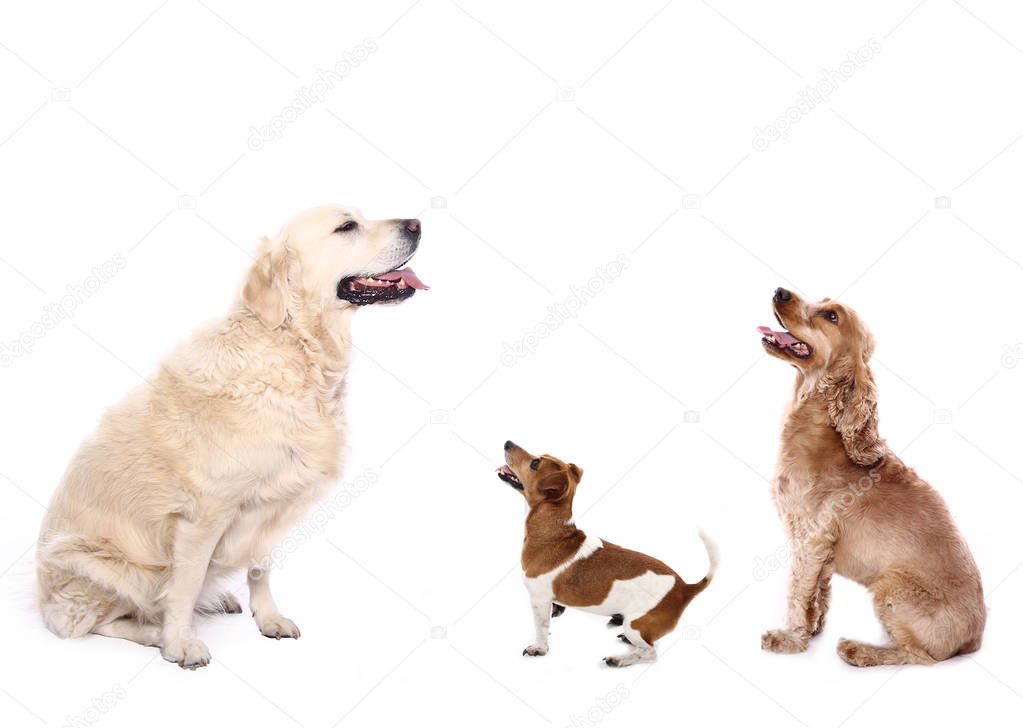 Beautiful dog in front of a white background