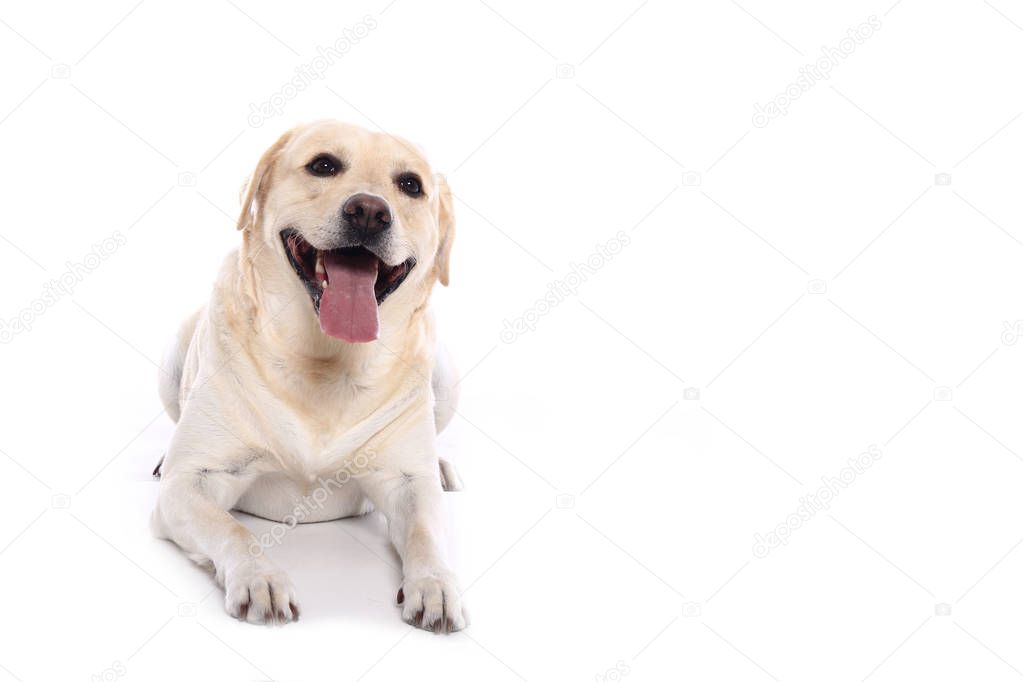 Beautiful happy dog in front of a white background